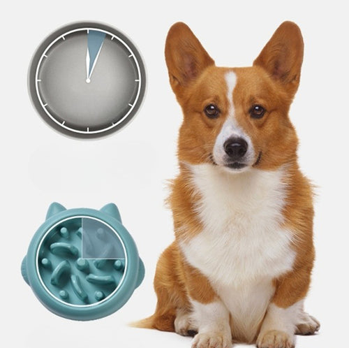 Teal-green slow feeder bowl with maze ridges and a corgi