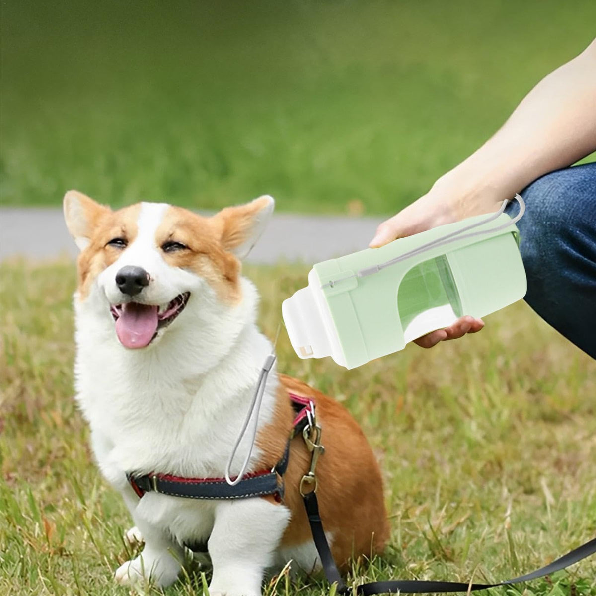 Owner offering water to a corgi from a 2-in-1 travel dog water bottle outdoors